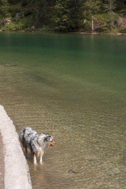 Avustralyalı çoban köpeği İtalya 'da Trentino Alto Adige' deki Braies gölünün kıyısında koşar.