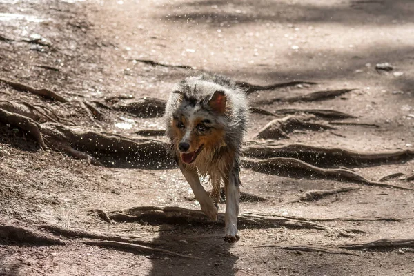 澳大利亚牧羊犬在意大利Trentino Alto Adige的Braies湖畔奔跑 — 图库照片