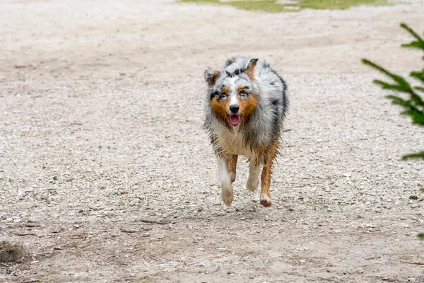 澳大利亚牧羊犬在意大利Trentino Alto Adige的Braies湖畔奔跑 — 图库照片