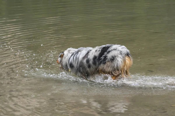 Australian Shepherd Dog Runs Shore Braies Lake Trentino Alto Adige — Stock Photo, Image