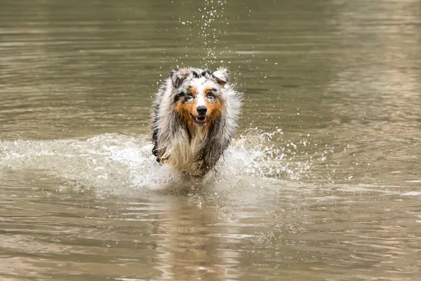 Αυστραλιανό Ποιμενικό Σκυλί Τρέχει Στις Όχθες Της Λίμνης Braies Στο — Φωτογραφία Αρχείου