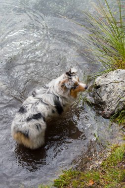 Avustralyalı çoban köpeği İtalya 'da Trentino Alto Adige' deki Tovel Gölü kıyısında koşar.