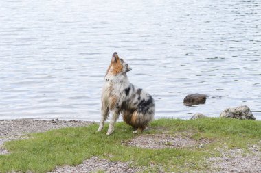 Avustralyalı çoban köpeği İtalya 'da Trentino Alto Adige' deki Tovel Gölü kıyısında koşar.