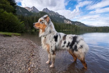 Avustralyalı çoban köpeği İtalya 'da Trentino Alto Adige' deki Tovel Gölü kıyısında koşar.