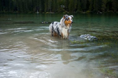 Avustralyalı çoban köpeği İtalya 'da Trentino Alto Adige' deki Tovel Gölü kıyısında koşar.
