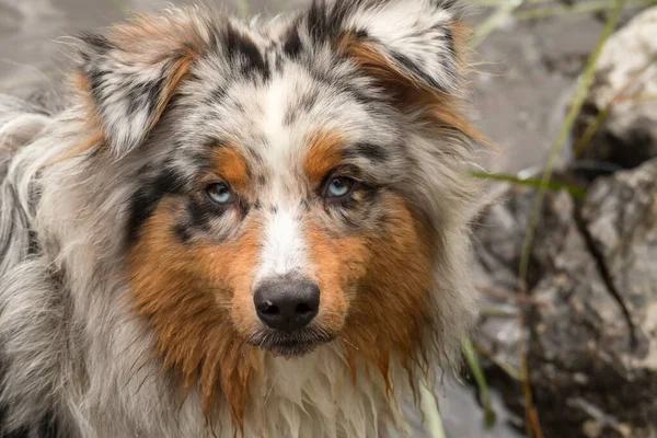 Cane Pastore Australiano Corre Sulle Rive Del Lago Tovel Trentino — Foto Stock