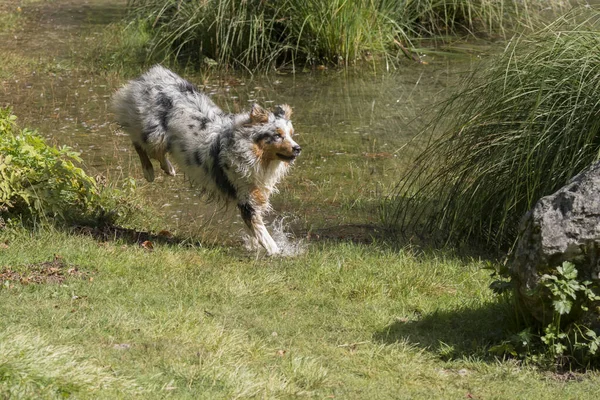 Avustralyalı Çoban Köpeği Talya Trentino Alto Adige Deki Tovel Gölü — Stok fotoğraf