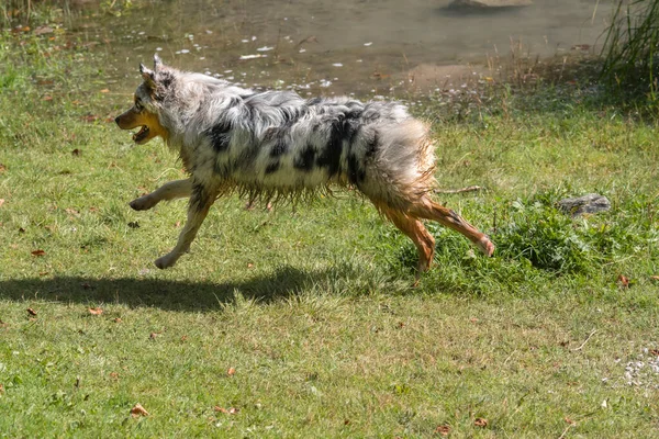 オーストラリアの羊飼いの犬はイタリアのトレンティーノ アルト アディジェのトベルレイクの海岸で実行されます — ストック写真