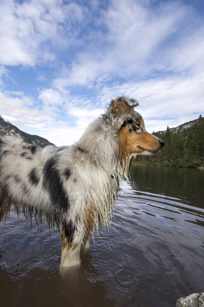 Australian Shepherd Dog Runs Shore Tovel Lake Trentino Alto Adige — Stock Photo, Image