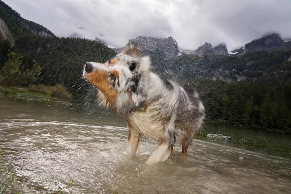 Australian Shepherd Dog Runs Shore Tovel Lake Trentino Alto Adige — Stock Photo, Image