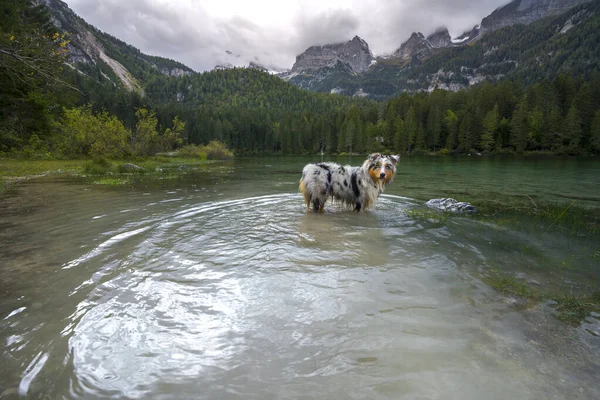 Australský Ovčák Běhá Břehu Jezera Tovel Trentinu Alto Adige Itálii — Stock fotografie