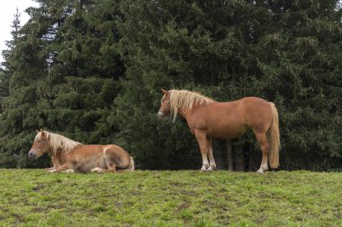 İtalya 'da Trentino Alto Adige' de Siusi Alplerinde bir çayırda sarışın atlar.