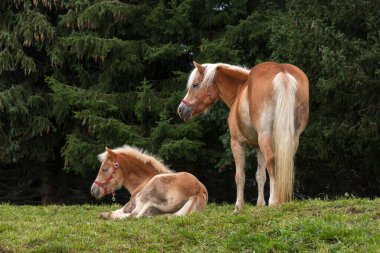 İtalya 'da Trentino Alto Adige' de Siusi Alplerinde bir çayırda sarışın atlar.
