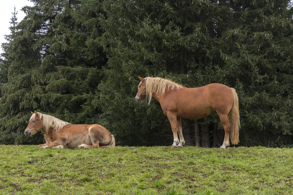 İtalya 'da Trentino Alto Adige' de Siusi Alplerinde bir çayırda sarışın atlar.