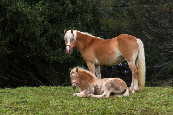 Cavalos Loiros Prado Siusi Alpes Trentino Alto Adige Itália — Fotografia de Stock