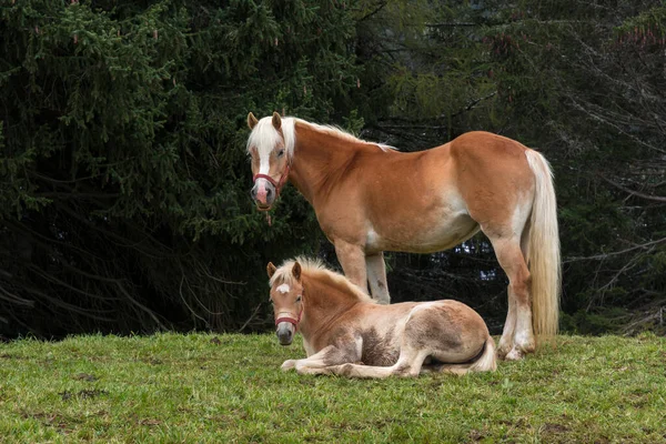 Chevaux Blonds Sur Une Prairie Siusi Alpes Trentin Haut Adige — Photo