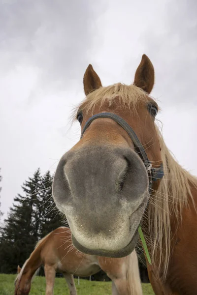 Chevaux Blonds Sur Une Prairie Siusi Alpes Trentin Haut Adige — Photo