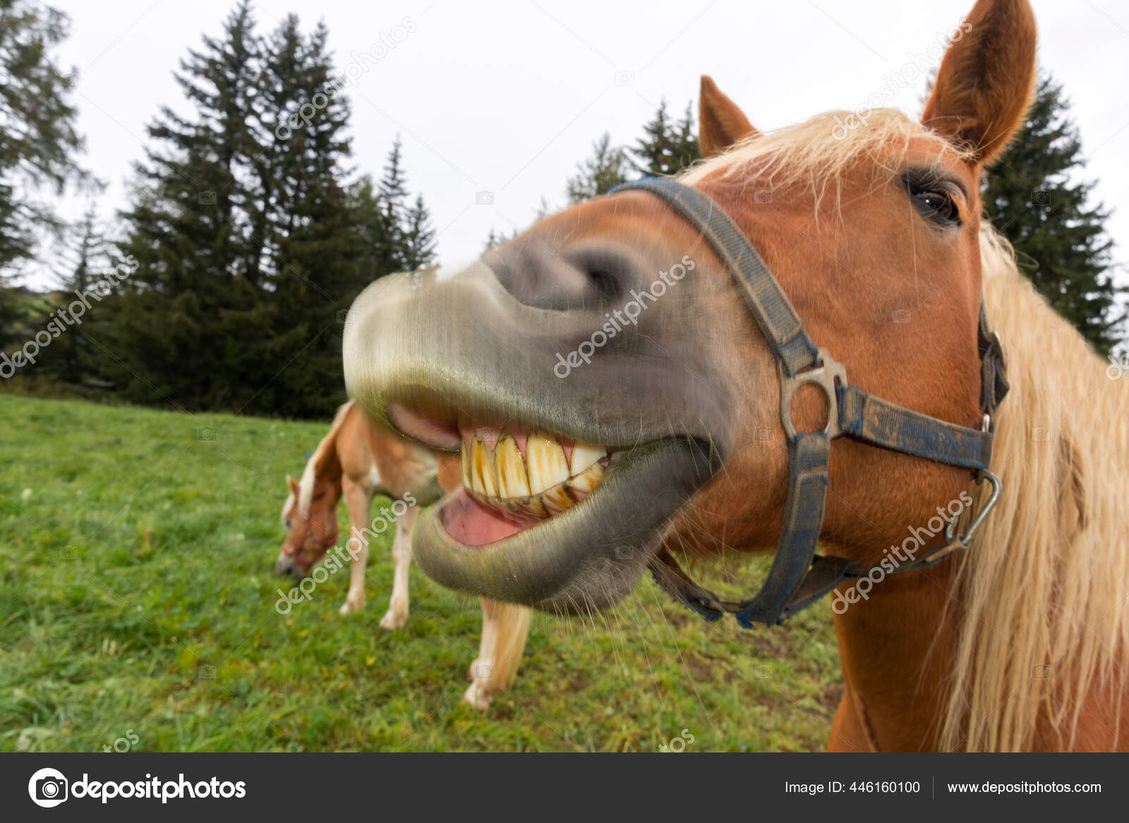 Fotos de Cavalo sorrindo, Imagens de Cavalo sorrindo sem royalties