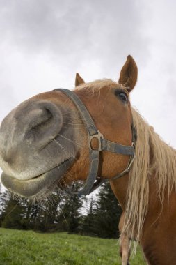 İtalya 'da Trentino Alto Adige' de Siusi Alplerinde bir çayırda sarışın atlar.