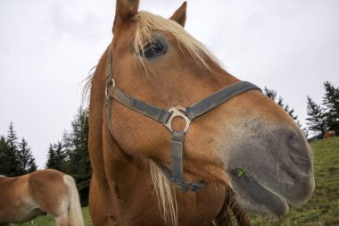 İtalya 'da Trentino Alto Adige' de Siusi Alplerinde bir çayırda sarışın atlar.