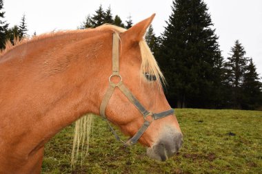 İtalya 'da Trentino Alto Adige' de Siusi Alplerinde bir çayırda sarışın atlar.
