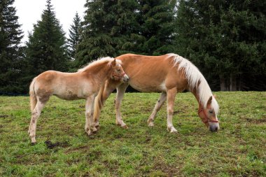 İtalya 'da Trentino Alto Adige' de Siusi Alplerinde bir çayırda sarışın atlar.