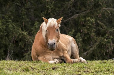 İtalya 'da Trentino Alto Adige' de Siusi Alplerinde bir çayırda sarışın atlar.