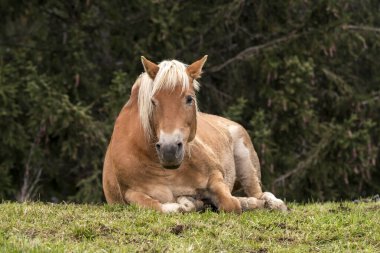 İtalya 'da Trentino Alto Adige' de Siusi Alplerinde bir çayırda sarışın atlar.