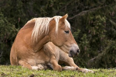 İtalya 'da Trentino Alto Adige' de Siusi Alplerinde bir çayırda sarışın atlar.