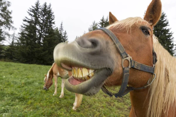 Blonda Hästar Ler Äng Vid Siusi Alperna Trentino Alto Adige — Stockfoto