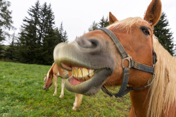 blond horses smile on a meadow at Siusi Alps in Trentino Alto Adige in Italy