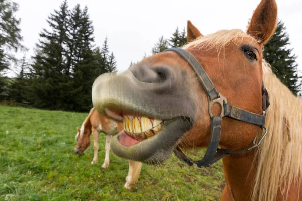 140 ideias de Cavalos sorrindo  cavalos, cavalos engraçados