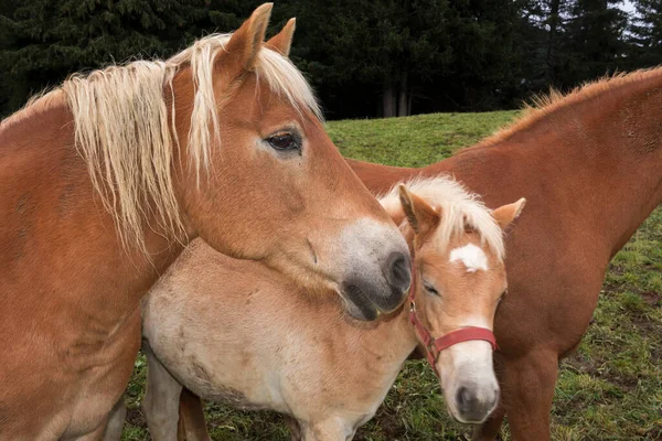 Talya Trentino Alto Adige Siusi Alplerinde Bir Çayırda Sarışın Atlar — Stok fotoğraf