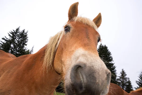 ブロンドの馬 イタリアのトレンティーノ アルト アディジェにあるSiusi Alpsの牧草地で — ストック写真