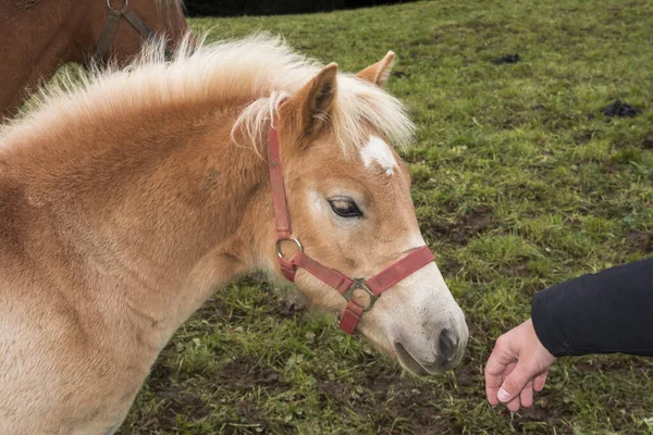 Blonde Pferde Auf Einer Weide Den Seiser Alpen Trentino Südtirol — Stockfoto