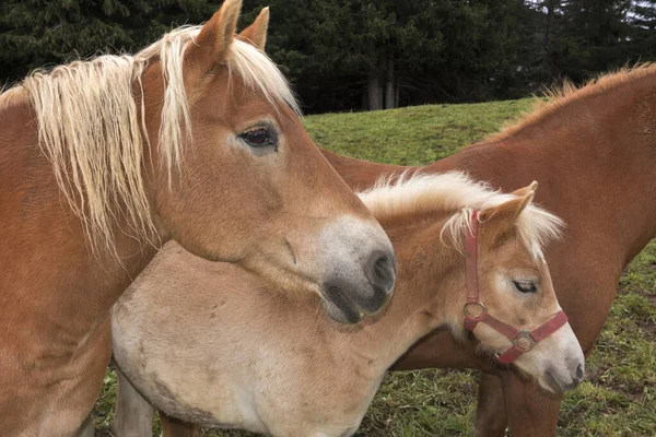 Caballos Rubios Prado Los Alpes Siusi Trentino Alto Adigio Italia —  Fotos de Stock