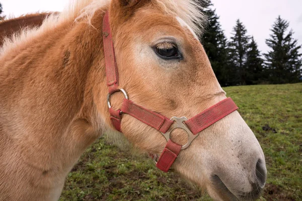 Caballos Rubios Prado Los Alpes Siusi Trentino Alto Adigio Italia — Foto de Stock