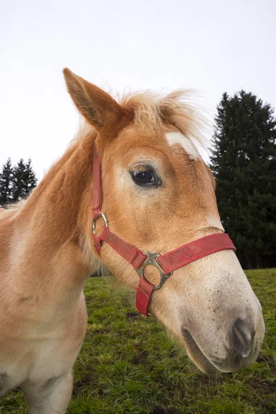 ブロンドの馬 イタリアのトレンティーノ アルト アディジェにあるSiusi Alpsの牧草地で — ストック写真