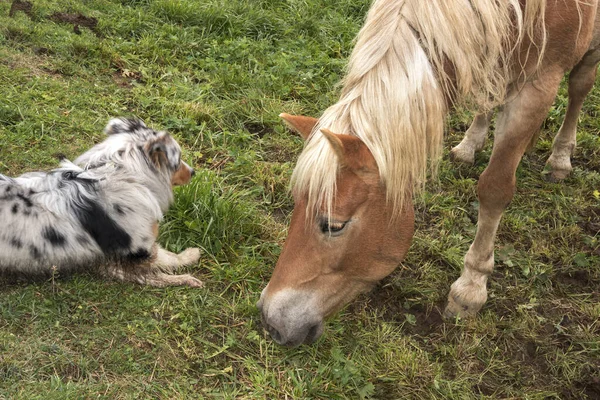 Blonde Paarden Een Weide Bij Siusi Alpen Trentino Alto Adige — Stockfoto