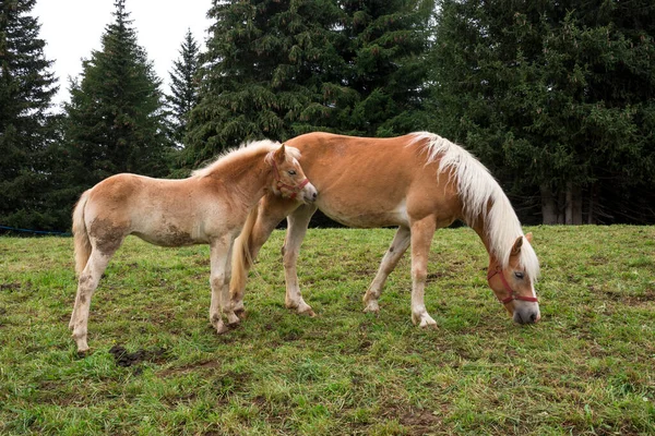 意大利Trentino Alto Adige的Siusi阿尔卑斯山草地上的一匹金发马 — 图库照片