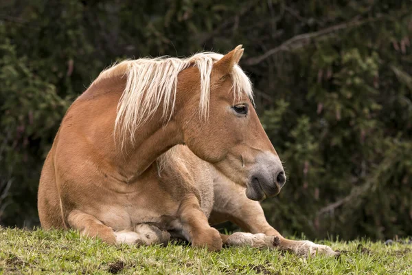 ブロンドの馬 イタリアのトレンティーノ アルト アディジェにあるSiusi Alpsの牧草地で — ストック写真