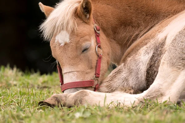 Blond Horses Meadow Siusi Alps Trentino Alto Adige Italy — Stock Photo, Image