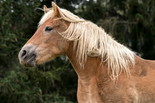 Blonde Paarden Een Weide Bij Siusi Alpen Trentino Alto Adige — Stockfoto