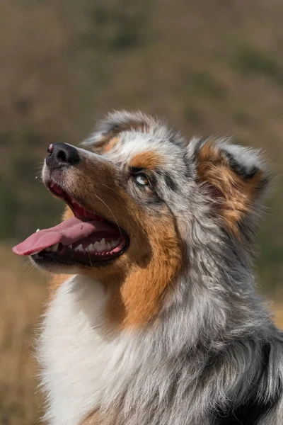 Bleu Merle Chien Berger Australien Sur Prairie Dans Piémont Italie — Photo