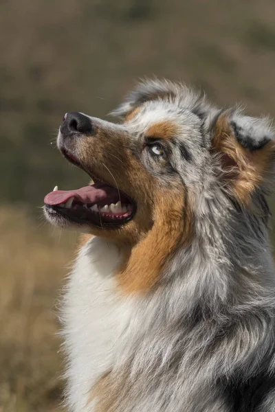 Bleu Merle Chien Berger Australien Sur Prairie Dans Piémont Italie — Photo