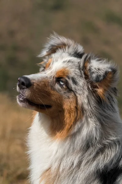 Blue Merle Australischer Schäferhund Auf Der Weide Piemont Italien — Stockfoto