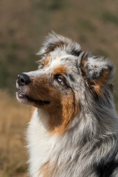 イタリアのピエドモントの牧草地にある青い子羊のオーストラリアの羊飼いの犬 — ストック写真