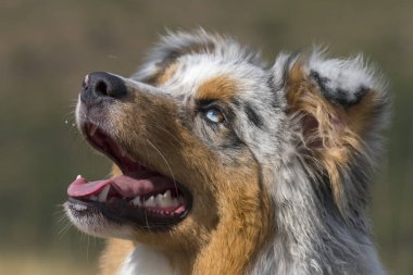 Mavi merle Avusturalya çoban köpeği Piedmont, İtalya 'da çayırda