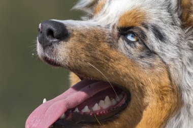 Mavi merle Avusturalya çoban köpeği Piedmont, İtalya 'da çayırda