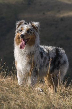 Mavi merle Avusturalya çoban köpeği Piedmont, İtalya 'da çayırda